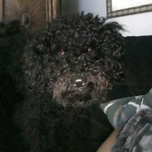 Meet your Posher, Brian